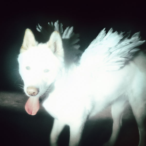 Fat Dog :: Cancel Me I'm Tired LP