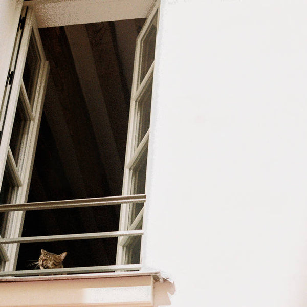 M(h)aol :: Something Soft LP